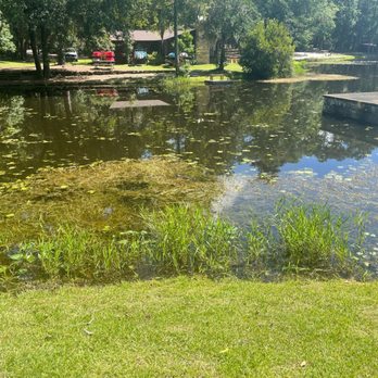 Poinsett State Park - You might see an alligator in there.. hint, look for the ridges... - Parks Near Me - Wedgefield, South Carolina Poinsett State Park - You might see an alligator in there.. hint, look for the ridges... - Parks Near Me - Wedgefield, South Carolina