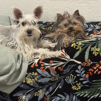 Royal Schnauzers - Magnolia and her sister Emily. Best Friends - Pet Training Near Me Royal Schnauzers - Magnolia and her sister Emily. Best Friends - Pet Training Near Me
