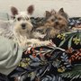 Royal Schnauzers