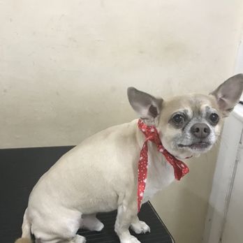 Ana's Pet Grooming - Pet Groomers Near Me - Miami, Florida Ana's Pet Grooming - Pet Groomers Near Me - Miami, Florida