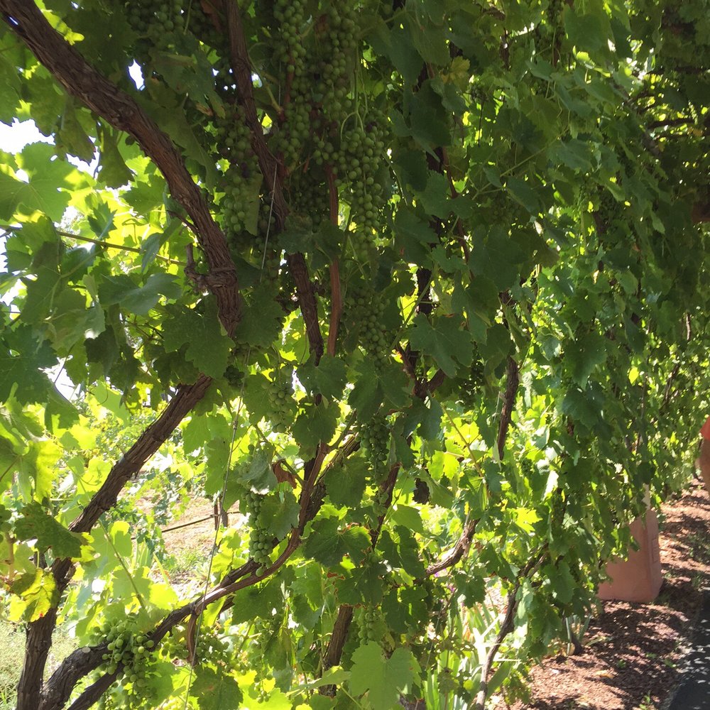 Castoro Cellars - Grapes on grapevine at the entrance - Wineries Near Me - Templeton, California