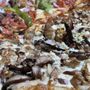 Photo of Zeeks Pizza