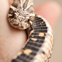 Angel's Pet World - Angel's Pet World - Hudson, WI - Pet Supplies - Reptiles