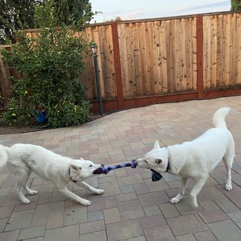 Joybound - Casper (right), Ghost (left) trying to prove who has the strongest canine - Animal Shelters Near Me - Walnut Creek, California