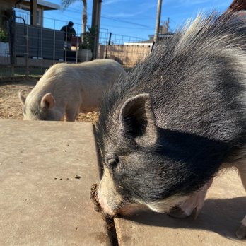 SoCalMiniPigs - so many pigs here on Jan 2021 - Pet Breeders Near Me - Valley Center, California SoCalMiniPigs - so many pigs here on Jan 2021 - Pet Breeders Near Me - Valley Center, California