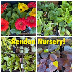 Rendon Nursery and Firewood - Gerber Daisies & plants!