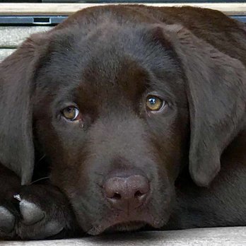 A Walk in the Park - The thing about labs? They can't hide their emotions. First night away from his family... - Pet Groomers Near Me - Maumee, Ohio A Walk in the Park - The thing about labs? They can't hide their emotions. First night away from his family... - Pet Groomers Near Me - Maumee, Ohio