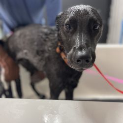 The Muddy Mutt - My unhappy pup getting a post dog park bath.