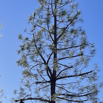 Inexpensive Tree Services - Tree Services Near Me - Los Angeles, California