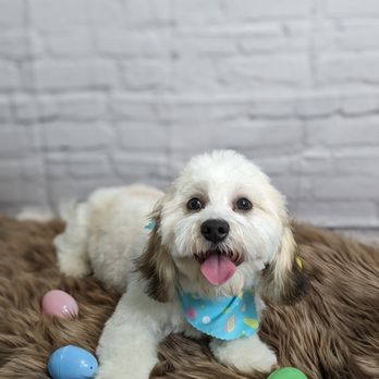 Happy Tails - Pet Groomers Near Me - Harrington, Delaware Happy Tails - Pet Groomers Near Me - Harrington, Delaware
