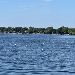 Tony's Pontoon Rental - A bunch of seagulls.