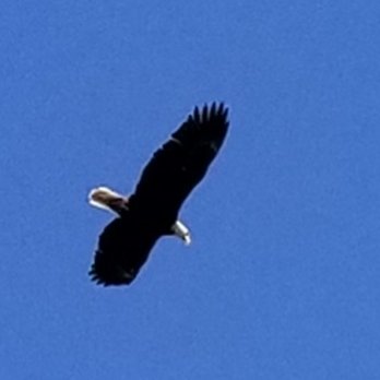 Estes Valley Dog Park - Soaring Eagles overhead, we did hear an Eagle did grab a small pup - Dog Parks Near Me - Estes Park, Colorado