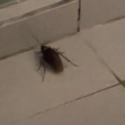Cockroach Cockroach