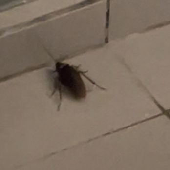 Henann Palm Beach Resort - Cockroach - Resorts Near Me - Malay, AKL Henann Palm Beach Resort - Cockroach - Resorts Near Me - Malay, AKL