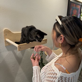 Kona Kat Cafe - This is Clayton! :) - Pet Adoption Near Me - Kailua-Kona, Hawaii