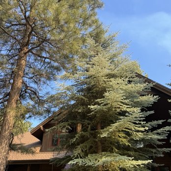 Proper Pine Tree Care - Tree overgrown blue spruce - Tree Services Near Me - Flagstaff, Arizona