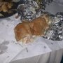 Photo of Landover Carry Out