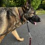 Photo of Kelevra’s Training