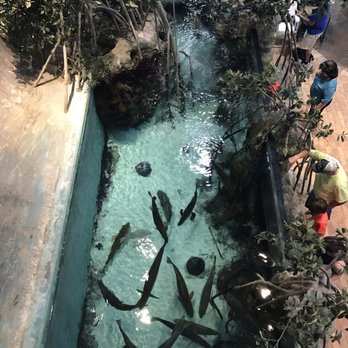 Sunglass Hut - Live fish in store - Sunglasses Near Me - Islamorada, Florida Sunglass Hut - Live fish in store - Sunglasses Near Me - Islamorada, Florida