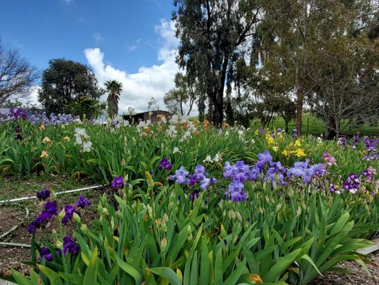 Nola's Iris Garden by null