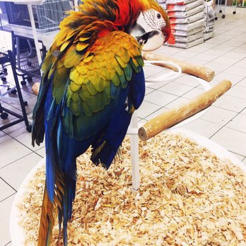 Omar's Exotic Birds - Pet Sitting Near Me - Lake Forest, California