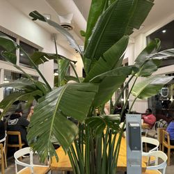 Plant and long table~