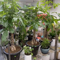 Bethel Farm - Real potted plants