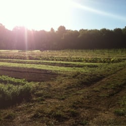 Dover Farm - Morning on the farm,