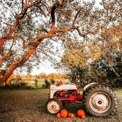 Ivy Leaf Farms - Pumpkin patch