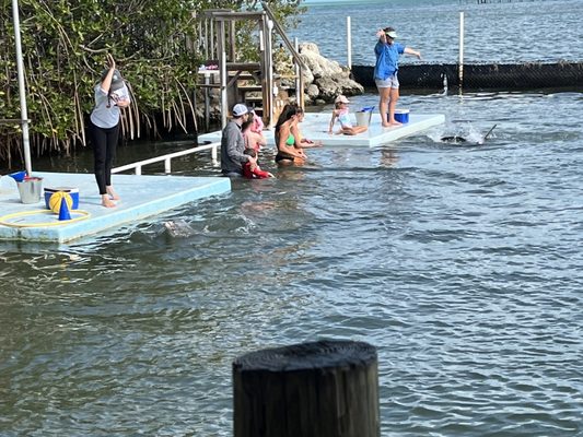 Dolphin Research Center by null