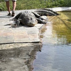 Kowiachobee Animal Preserve - Bubba the alligator