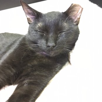 Orlando Cat Cafe - Animal Shelters Near Me - Clermont, Florida Orlando Cat Cafe - Animal Shelters Near Me - Clermont, Florida