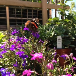 Elizabeth Anna's Old World Garden - Butterflies in Elizabeth's garden shop.