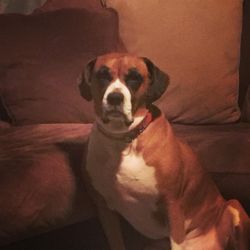 Companion Animal Care Clinic - Our dog has thyroid issues and Dr G, does only the best for him