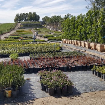 Elegant Garden Nursery 29 Reviews Nurseries Gardening 2046 - Elegant Gardens Nursery Moorpark Ca 93021 Elegant Garden Nursery 29 Reviews Nurseries Gardening 2046 - Elegant Gardens Nursery Moorpark Ca 93021
