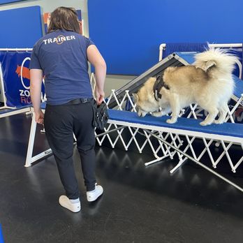 Zoom Room Dog Training - Learning to walk the plank...lol - Pet Training Near Me - Belmont, California Zoom Room Dog Training - Learning to walk the plank...lol - Pet Training Near Me - Belmont, California