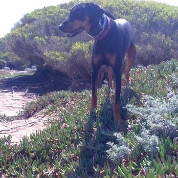 Camp Kudo Doggie Playgroups - Dog Walkers Near Me Camp Kudo Doggie Playgroups - Dog Walkers Near Me