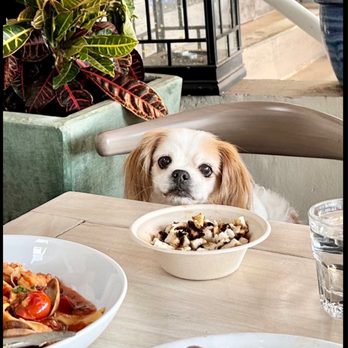 Piazza 1909 - at PIAZZA 1909 with our 17 year Old Dog Bambam . Great place , great food and Pet Friendly place too .He  enjoyed his Chicken and Rice :) - Italian Near Me - San Diego, California