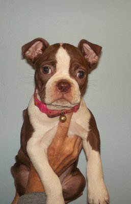 canada del oro pet clinic