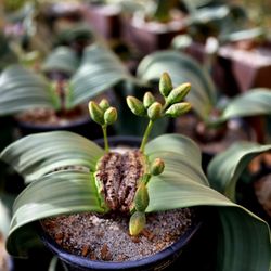 UC Davis Botanical Conservatory - UCD Botanical Conservatory specializes in Welwitschia cultivation.