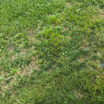 TruGreen Lawn Care - Two and a half months later still weeds - Tree Services Near Me - Johnstown, Pennsylvania TruGreen Lawn Care - Two and a half months later still weeds - Tree Services Near Me - Johnstown, Pennsylvania