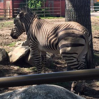 Wilder Institute Calgary Zoo - Zebra - Zoos Near Me - Calgary, Alberta Wilder Institute Calgary Zoo - Zebra - Zoos Near Me - Calgary, Alberta