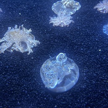 Ripley’s Aquarium - Aquariums Near Me - Myrtle Beach, South Carolina Ripley’s Aquarium - Aquariums Near Me - Myrtle Beach, South Carolina