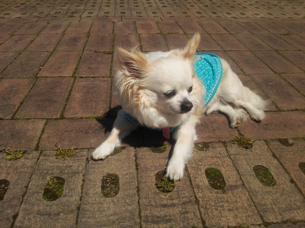 Cafe Terrace Felicia