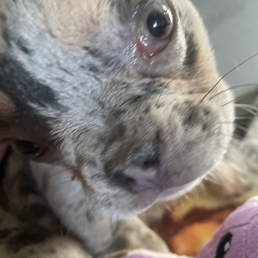 Frenchies Kingdom - Conjunctivitis - Pet Stores Near Me Frenchies Kingdom - Conjunctivitis - Pet Stores Near Me