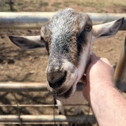 Petting the goats is cool Petting the goats is cool
