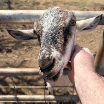 Surfing Goat Dairy - Petting the goats is cool - Cheese Shops Near Me - Kula, Hawaii Surfing Goat Dairy - Petting the goats is cool - Cheese Shops Near Me - Kula, Hawaii