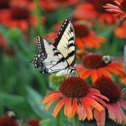 The Perennial Farm