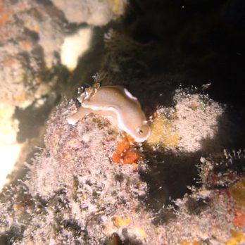 Kohala Divers - white margin nudibranch - Scuba Diving Near Me - Waimea, Hawaii Kohala Divers - white margin nudibranch - Scuba Diving Near Me - Waimea, Hawaii