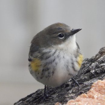 Wild Birds Unlimited - Yellow Rumped Warbler - Bird Shops Near Me - Austin, Texas Wild Birds Unlimited - Yellow Rumped Warbler - Bird Shops Near Me - Austin, Texas